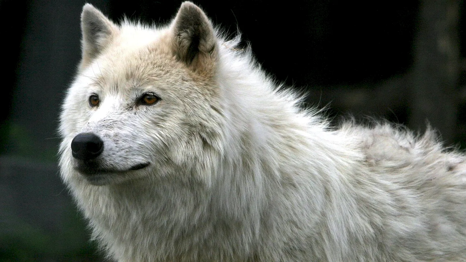 Картинки белого волка не более 1мб