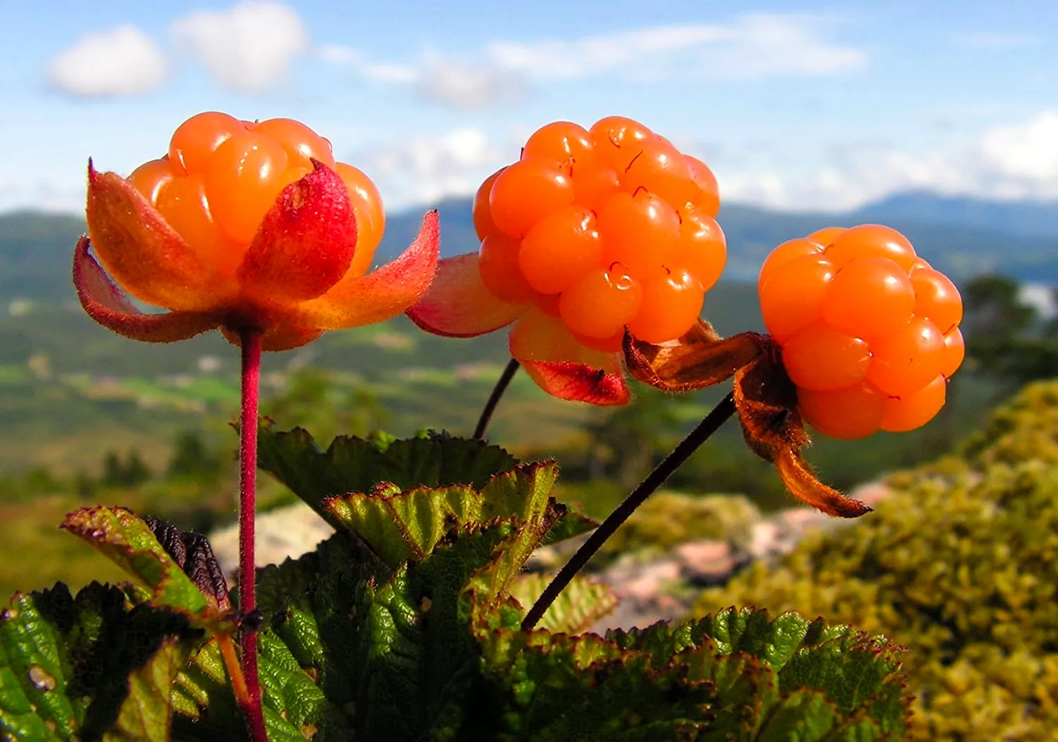 Морошка фото ягода Лесная