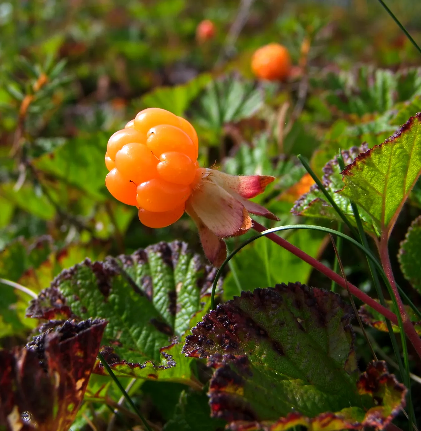 Морошка Rubus chamaemorus