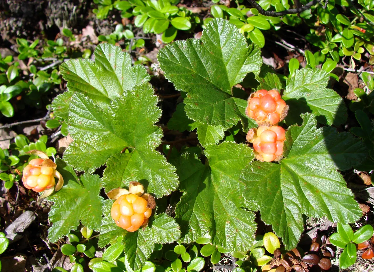 Rubus chamaemorus