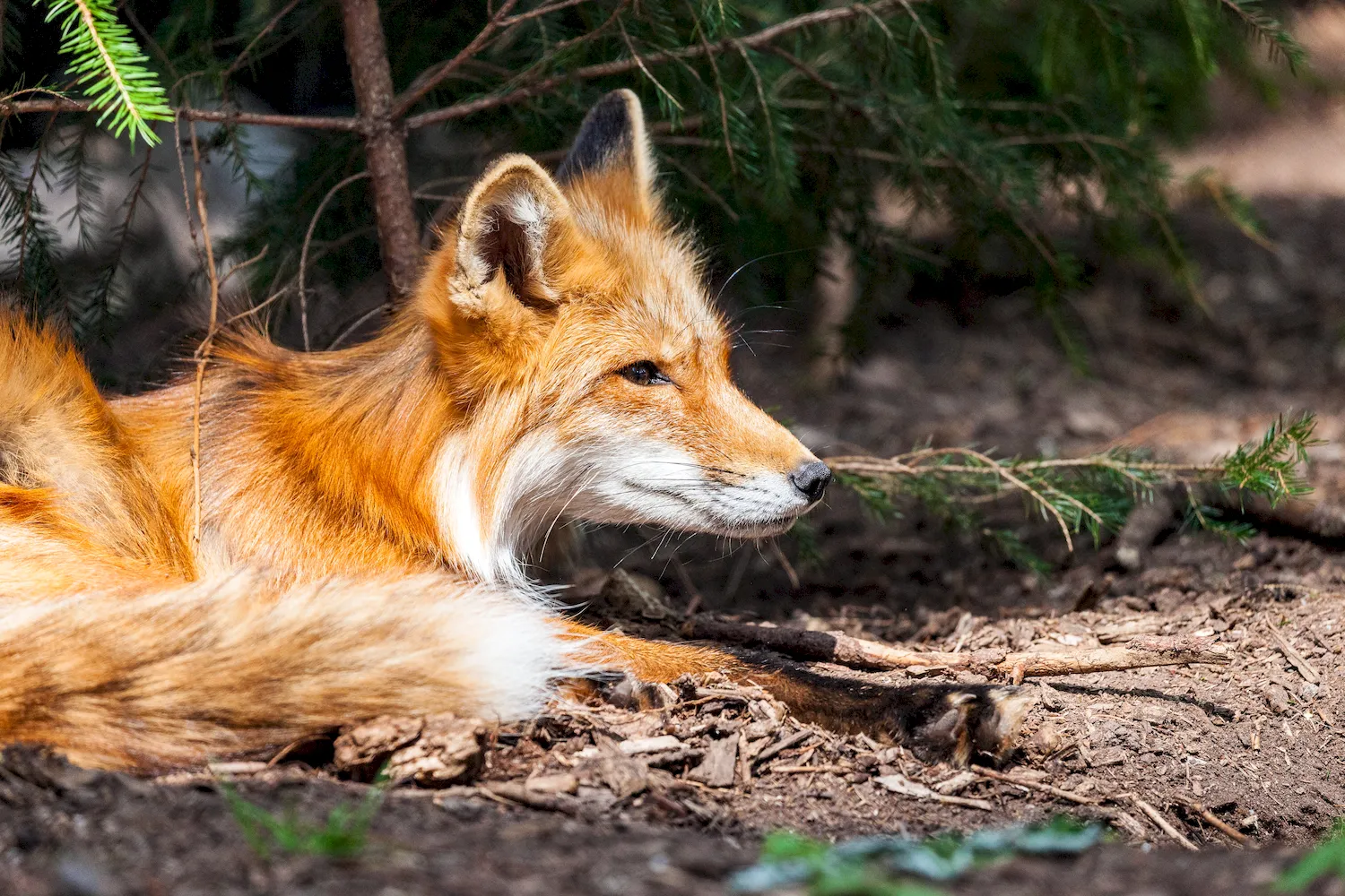 Рыжая лиса - хищное млекопитающее животное.