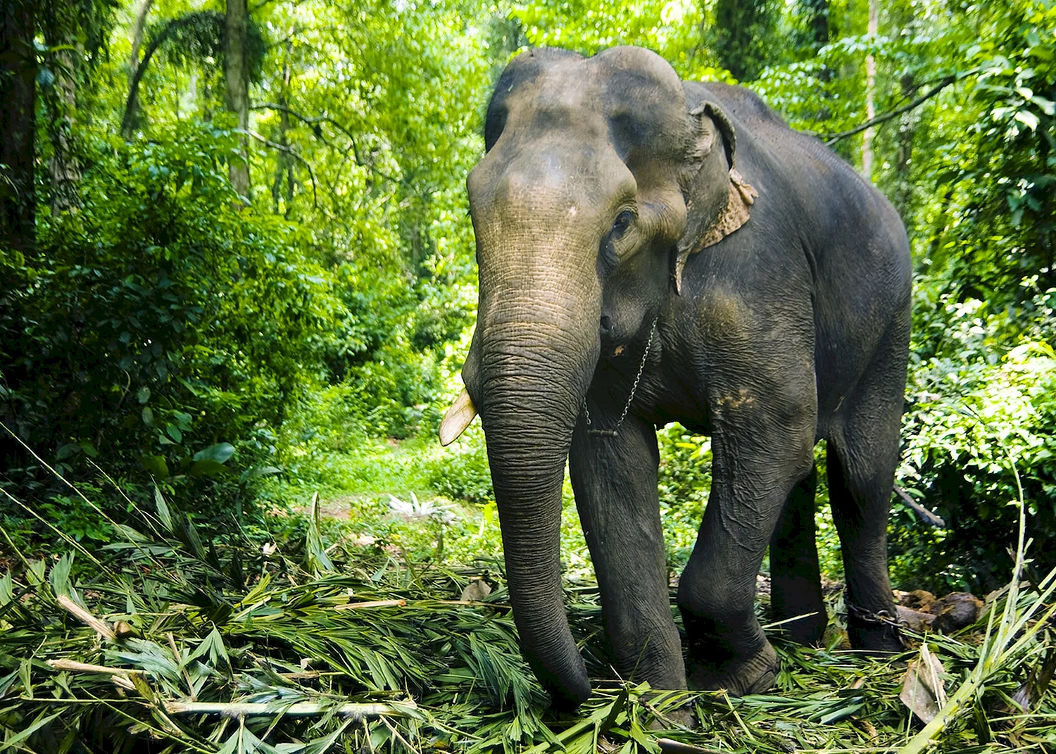 12 Слонов на территории отеля Индии