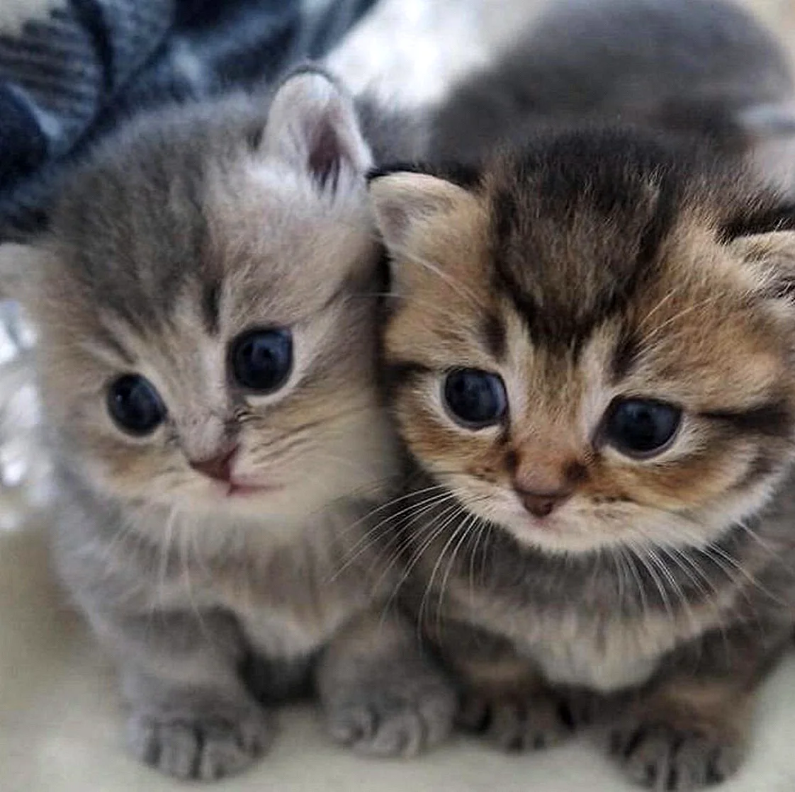 2 Маленьких котенка