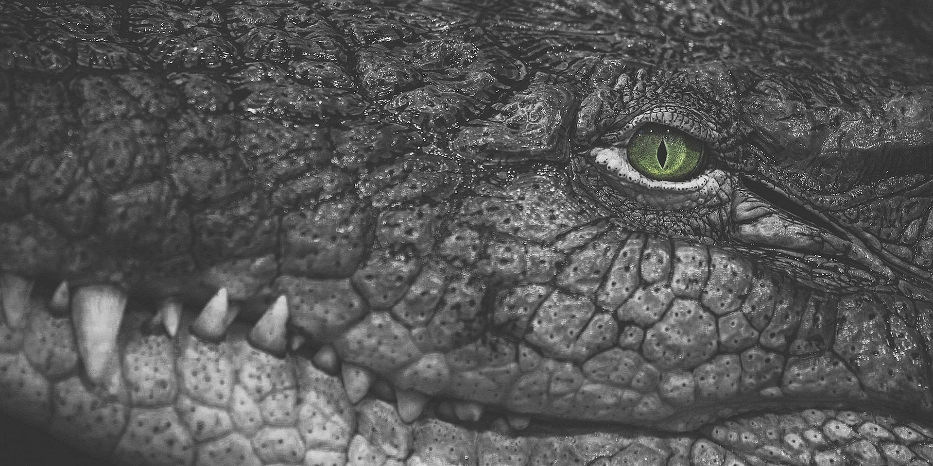 28990 Рептилия крокодил