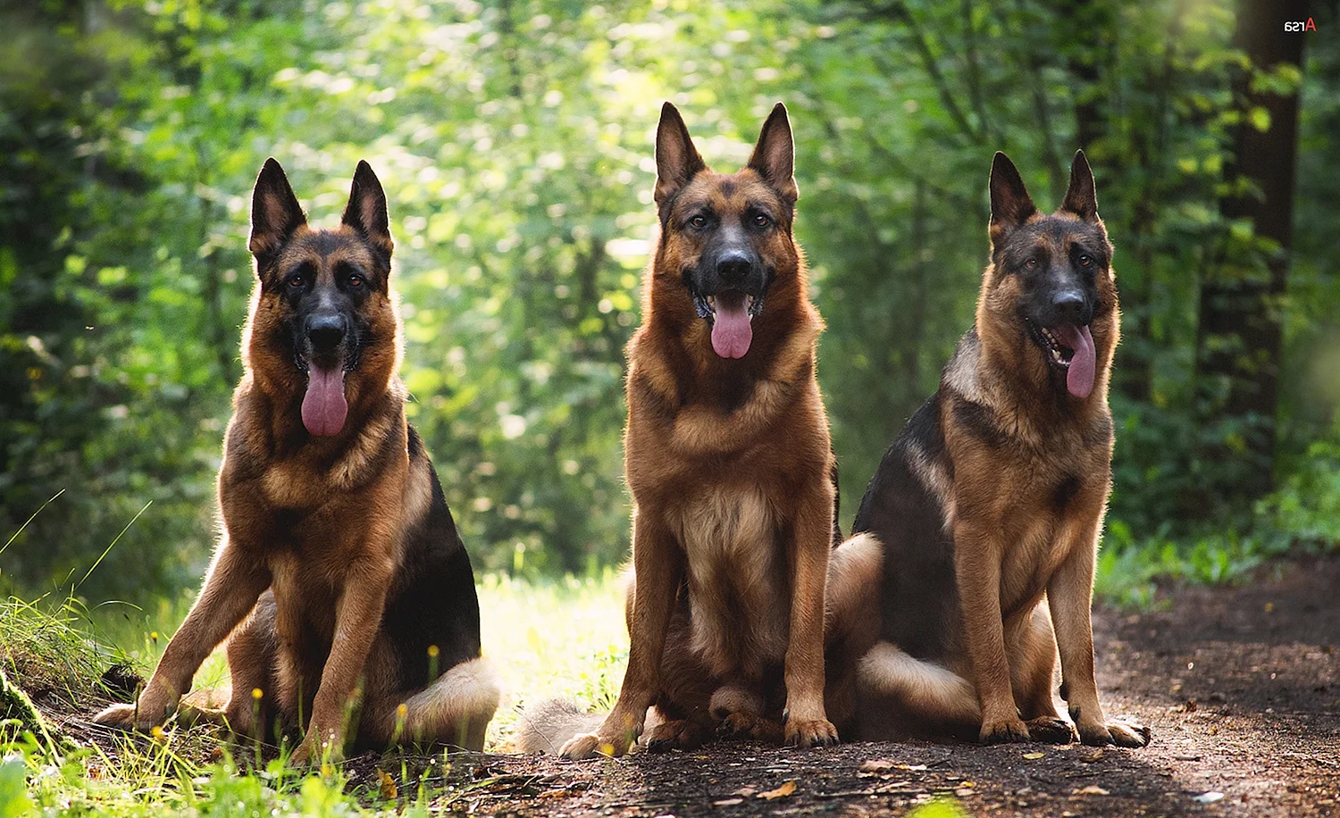 3 Собаки немецкие овчарки