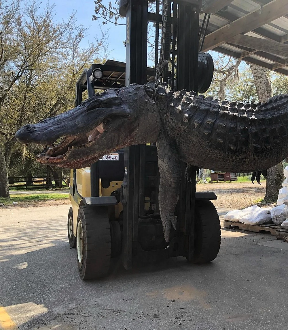 6 Метровый крокодил 6 метровый крокодил