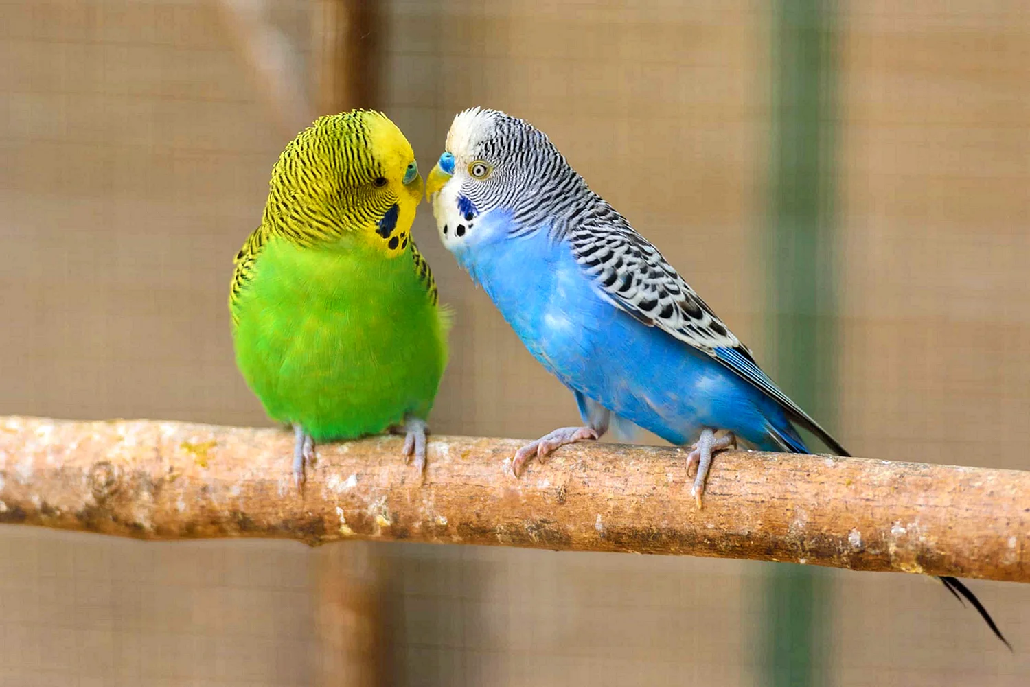 A pair of Blue Canaries
