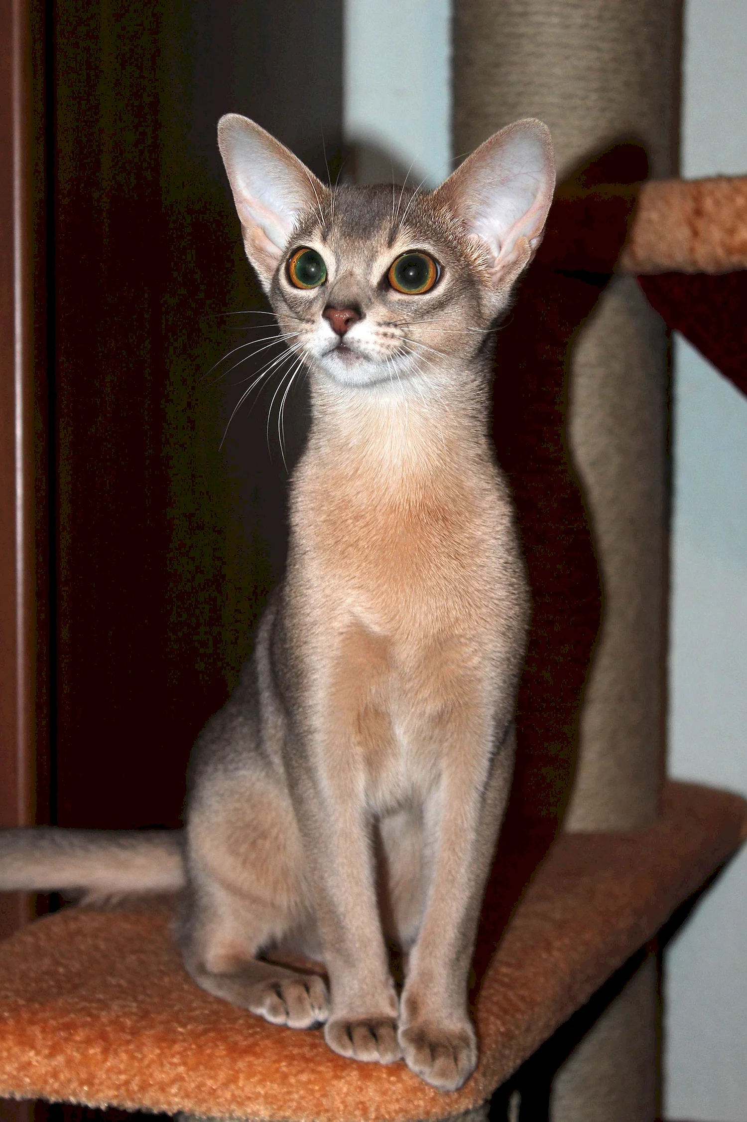 Абиссинская кошка голубая