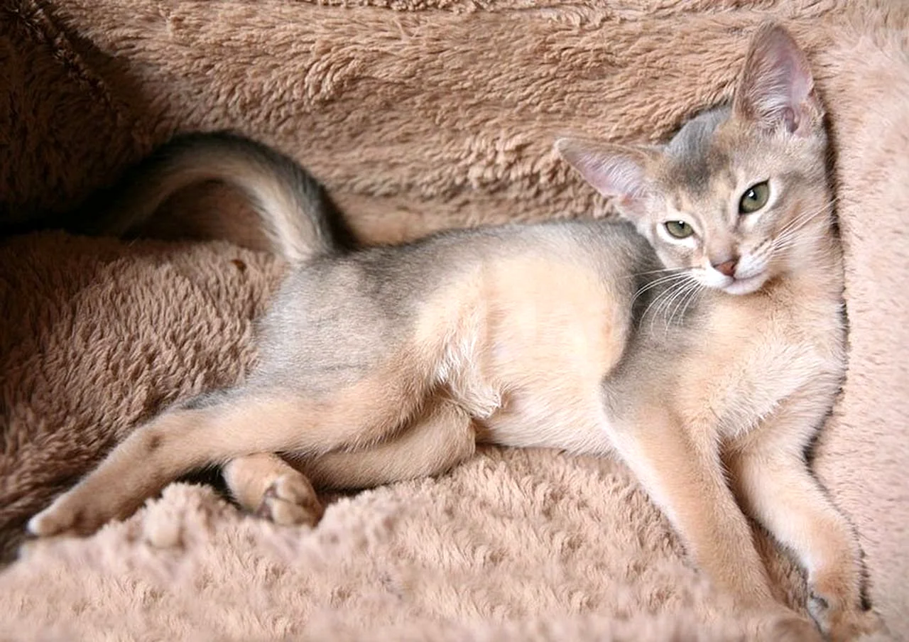 Абиссинская кошка голубая