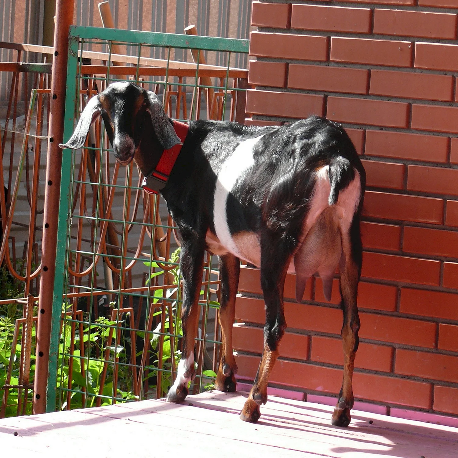 Абиссинская порода коз