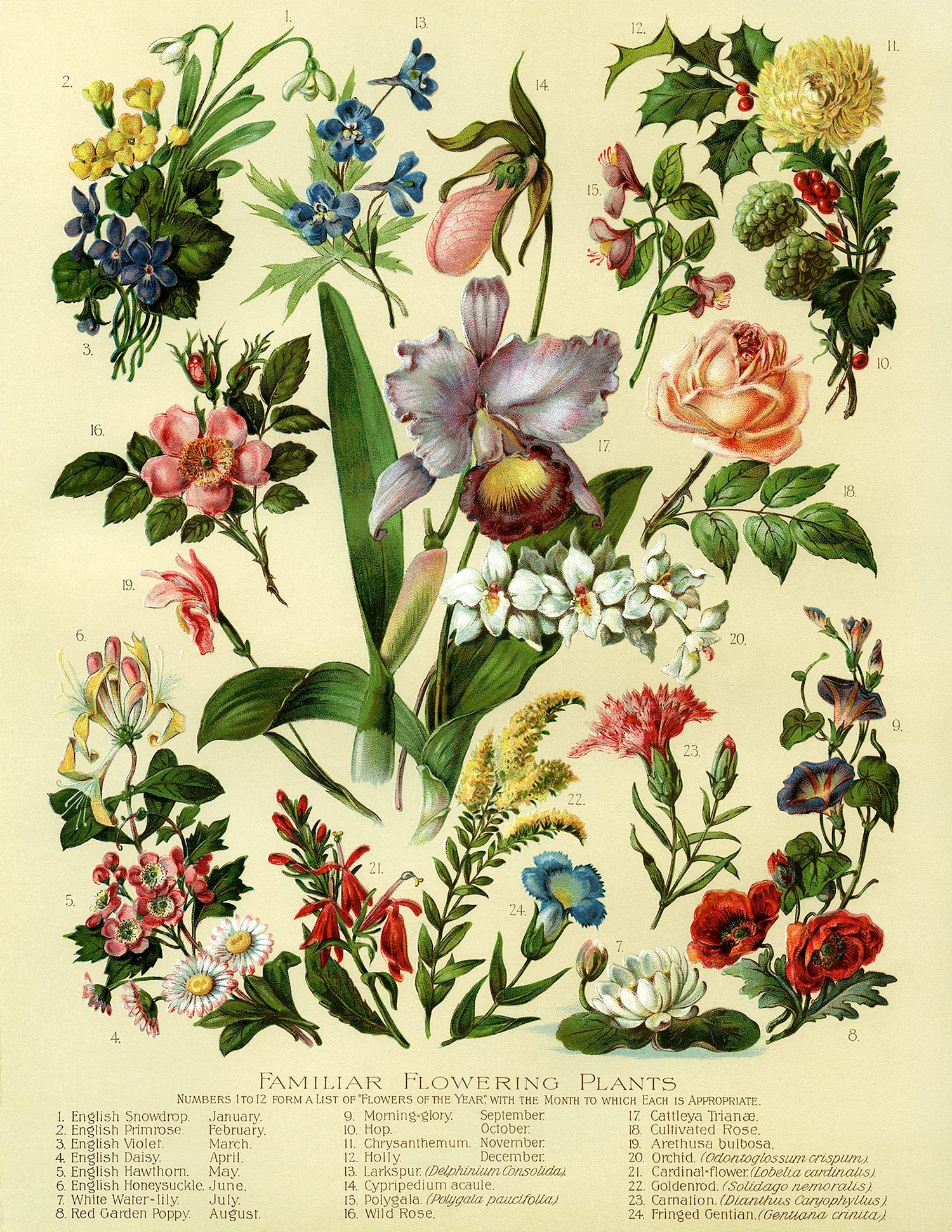 Адольф Миллот - Ботанические иллюстрации