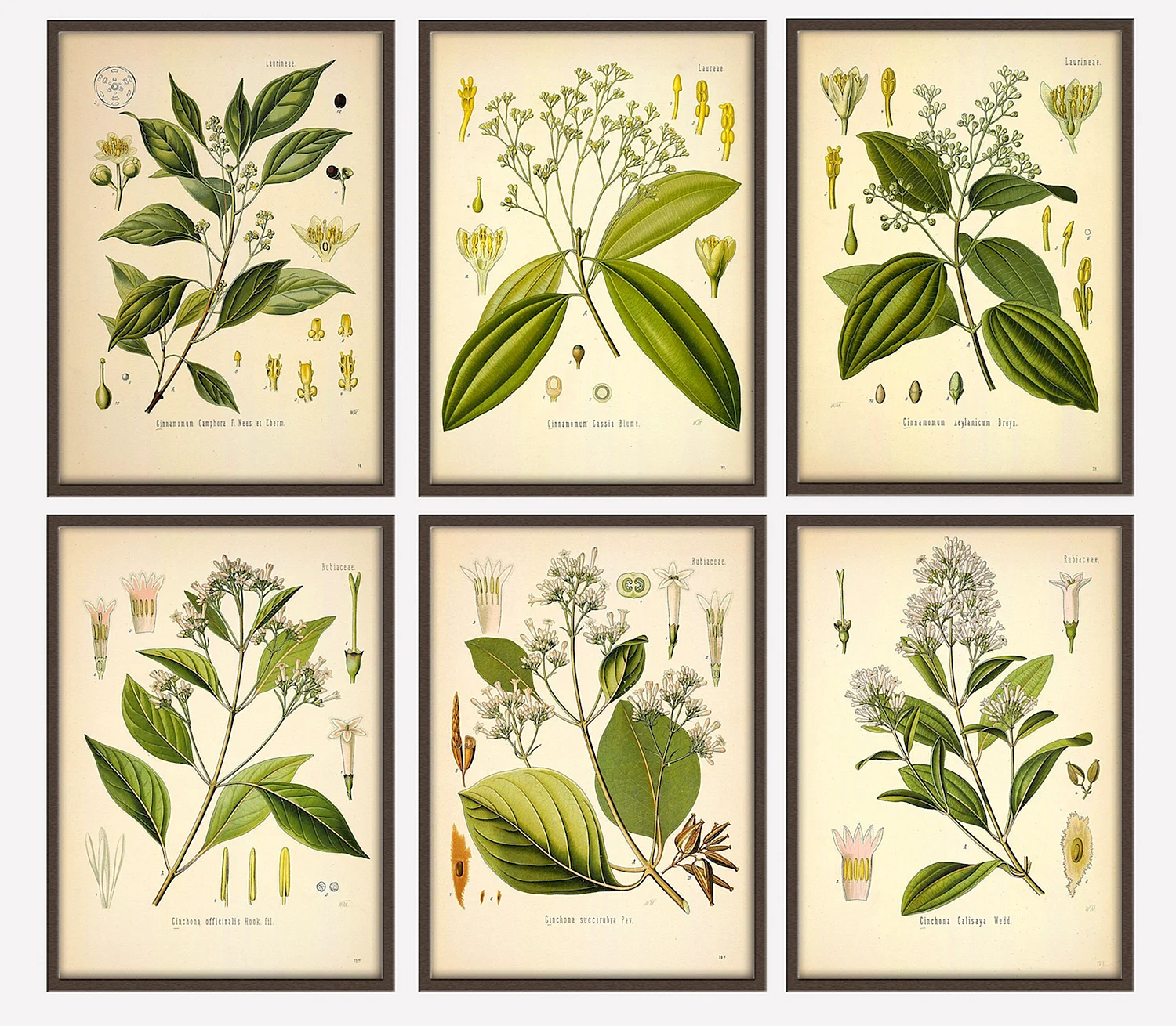Адольф Миллот - Ботанические иллюстрации