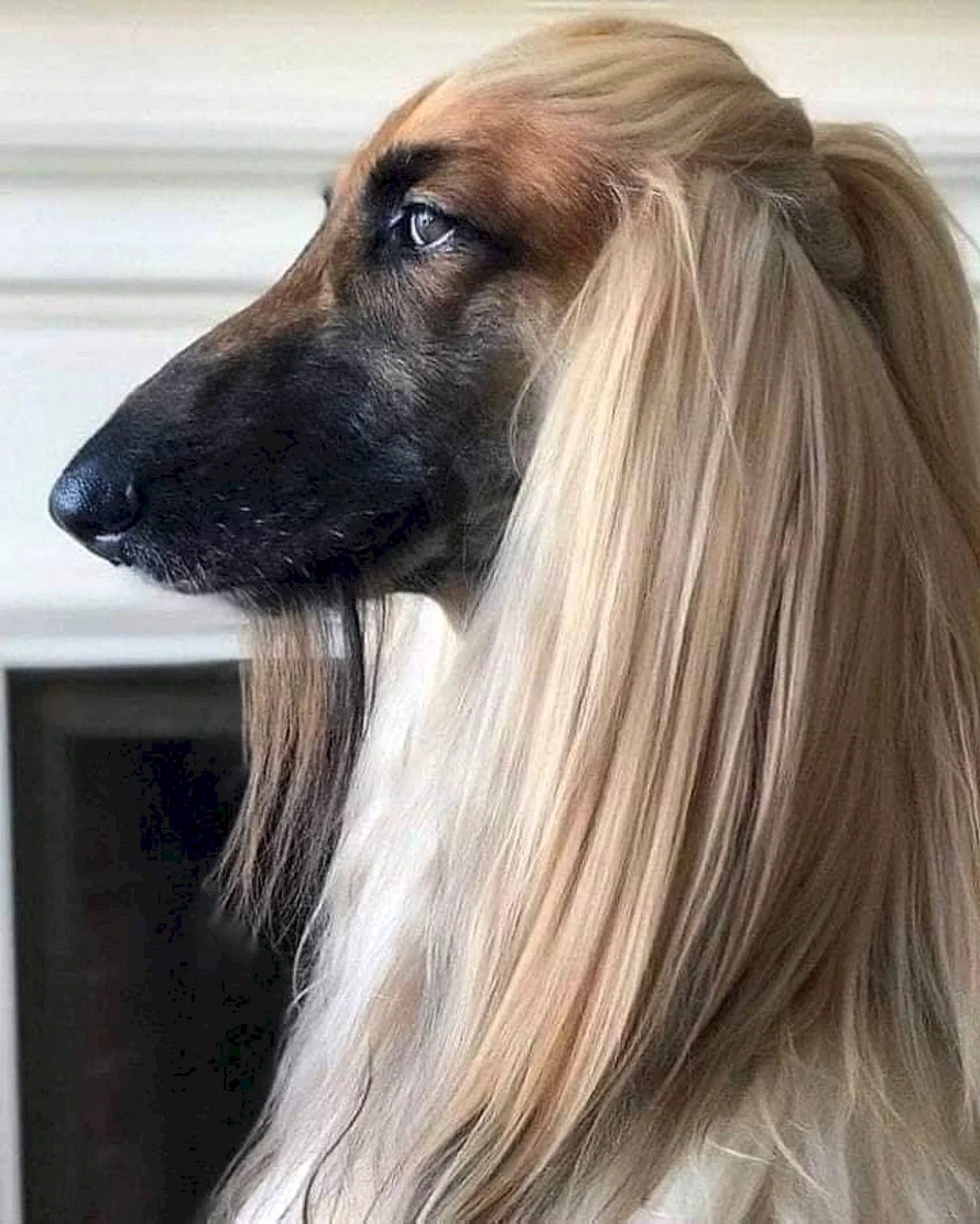 Собака с длинными волосами порода (44 лучших фото)