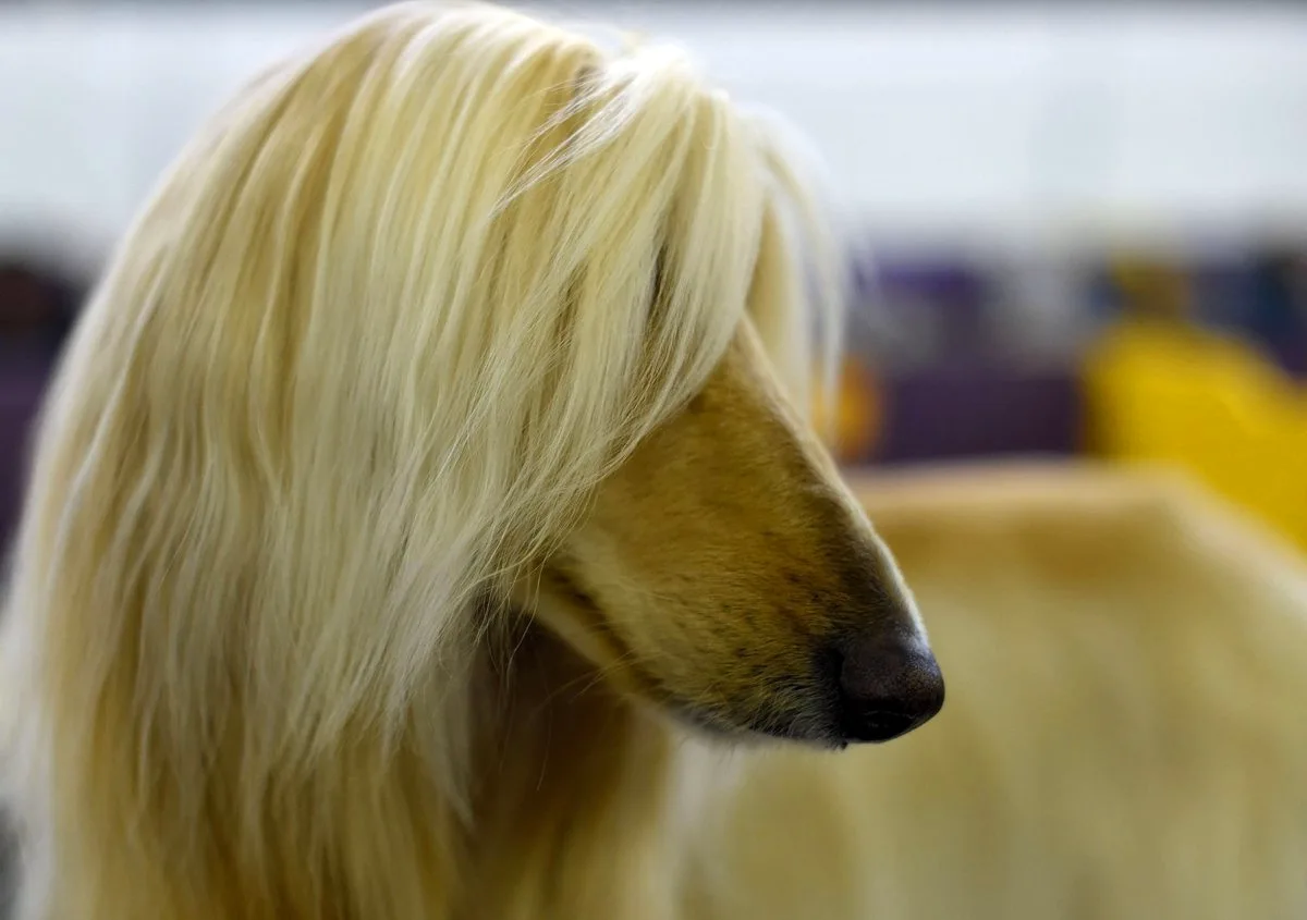 Собака с длинными волосами (40 лучших фото)