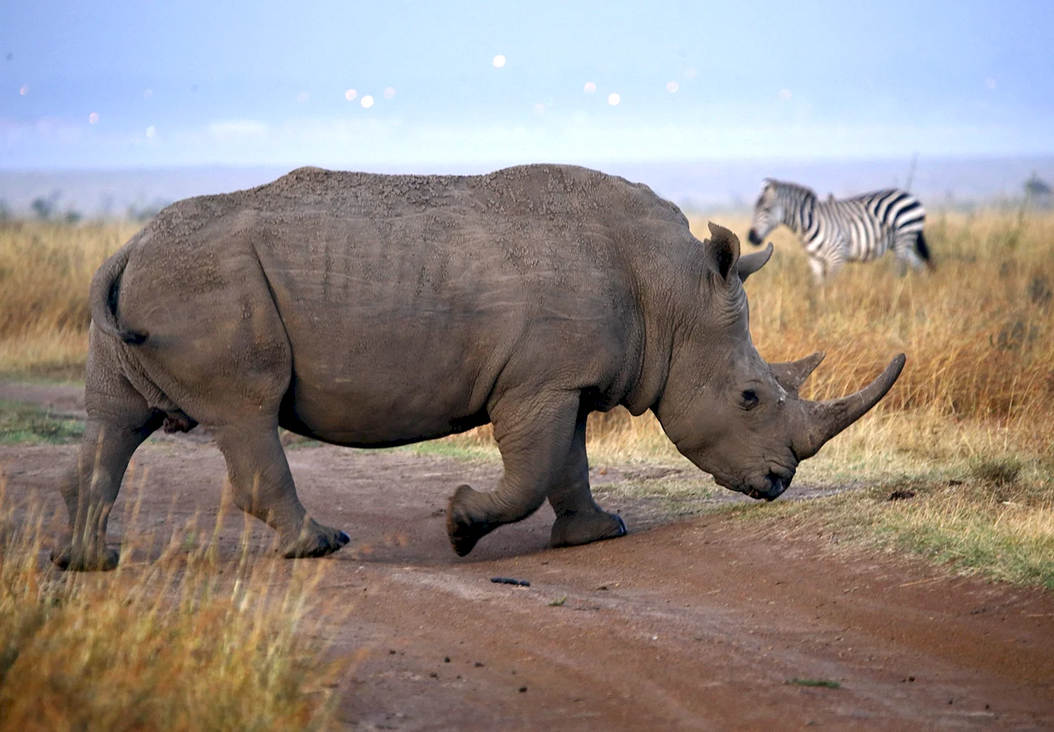 Африка Саванна носорог