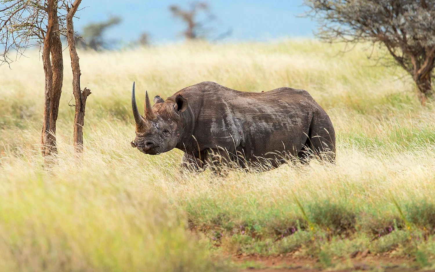Африка Саванна носорог