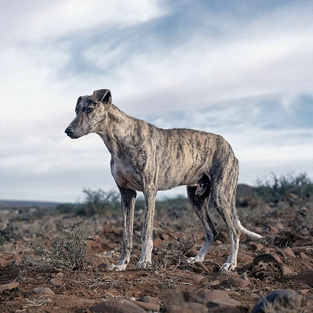 Африканис порода собак