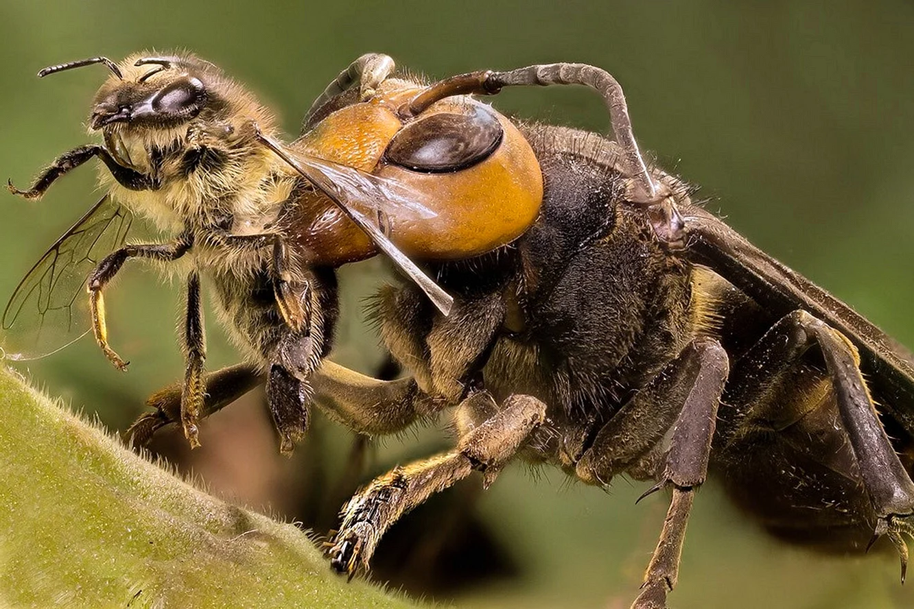 АФРИКАНИЗИРОВАННАЯ пчела-убийца