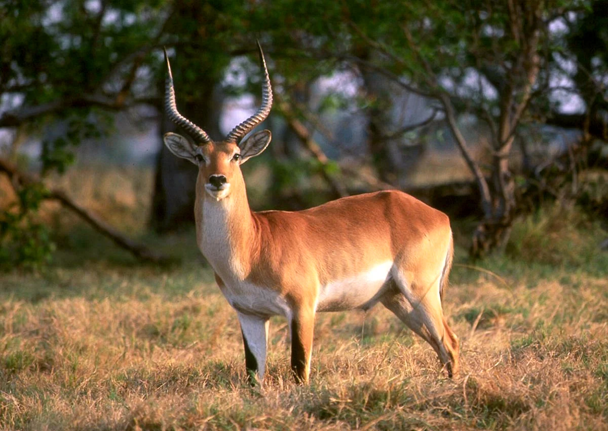 Африканская антилопа Канна