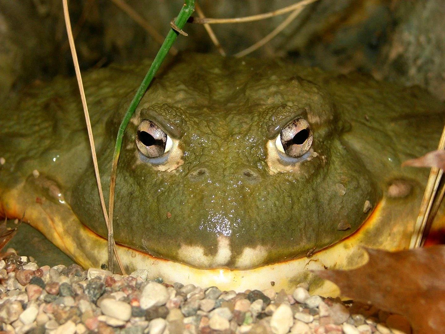 Африканская бычья жаба