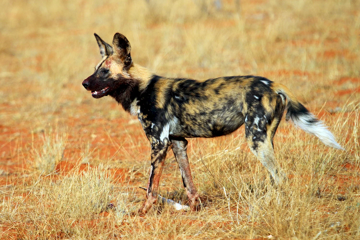Африканская гиеновая собака