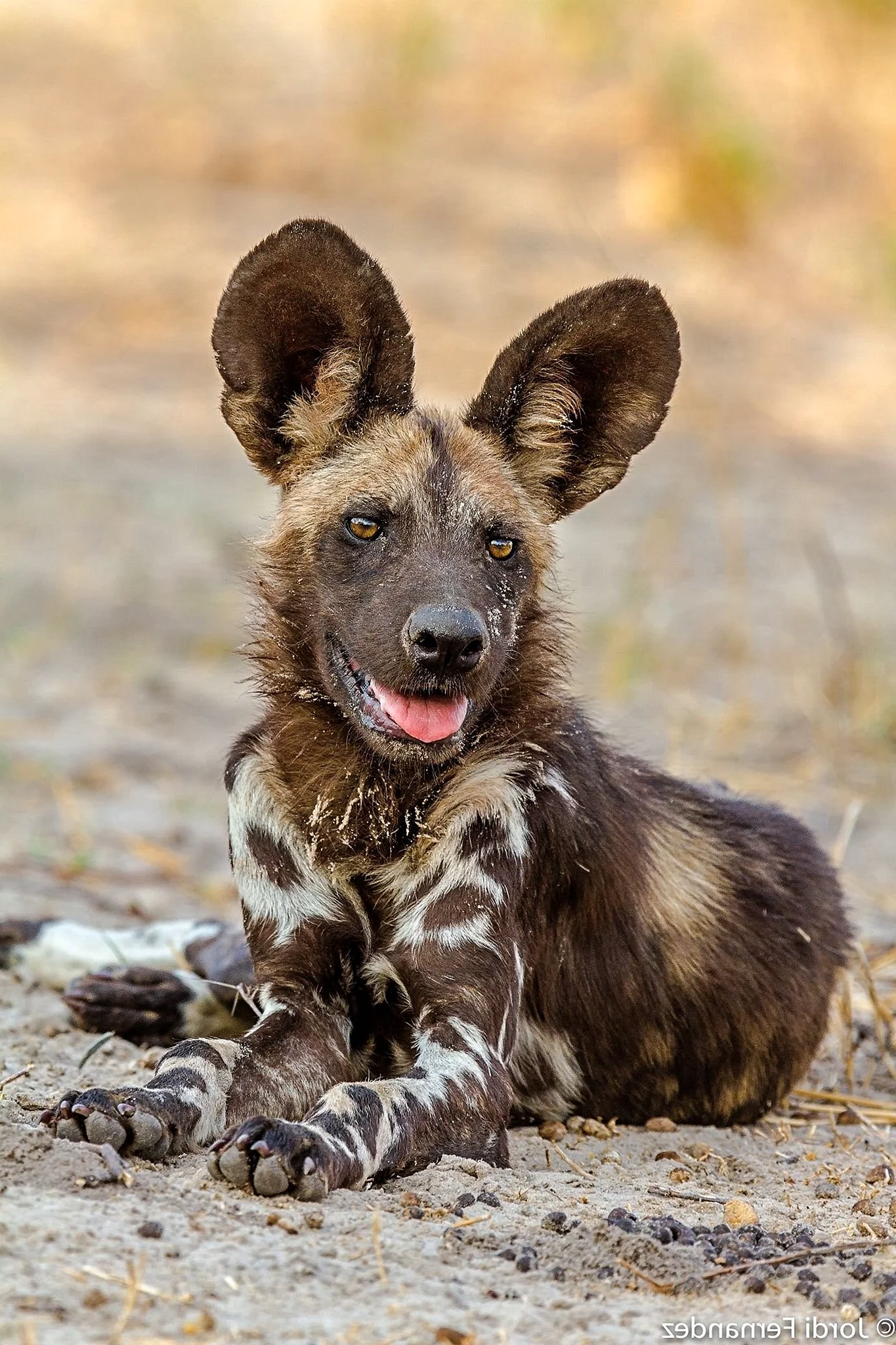 Африканская Гиеновидная собака