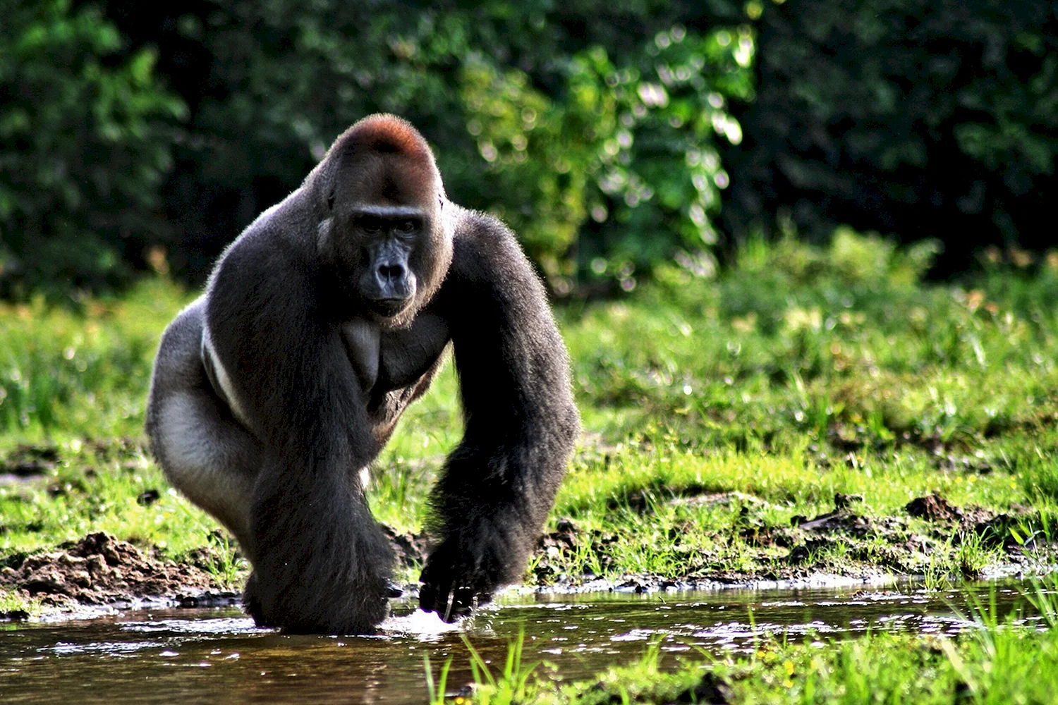 Африканская горилла