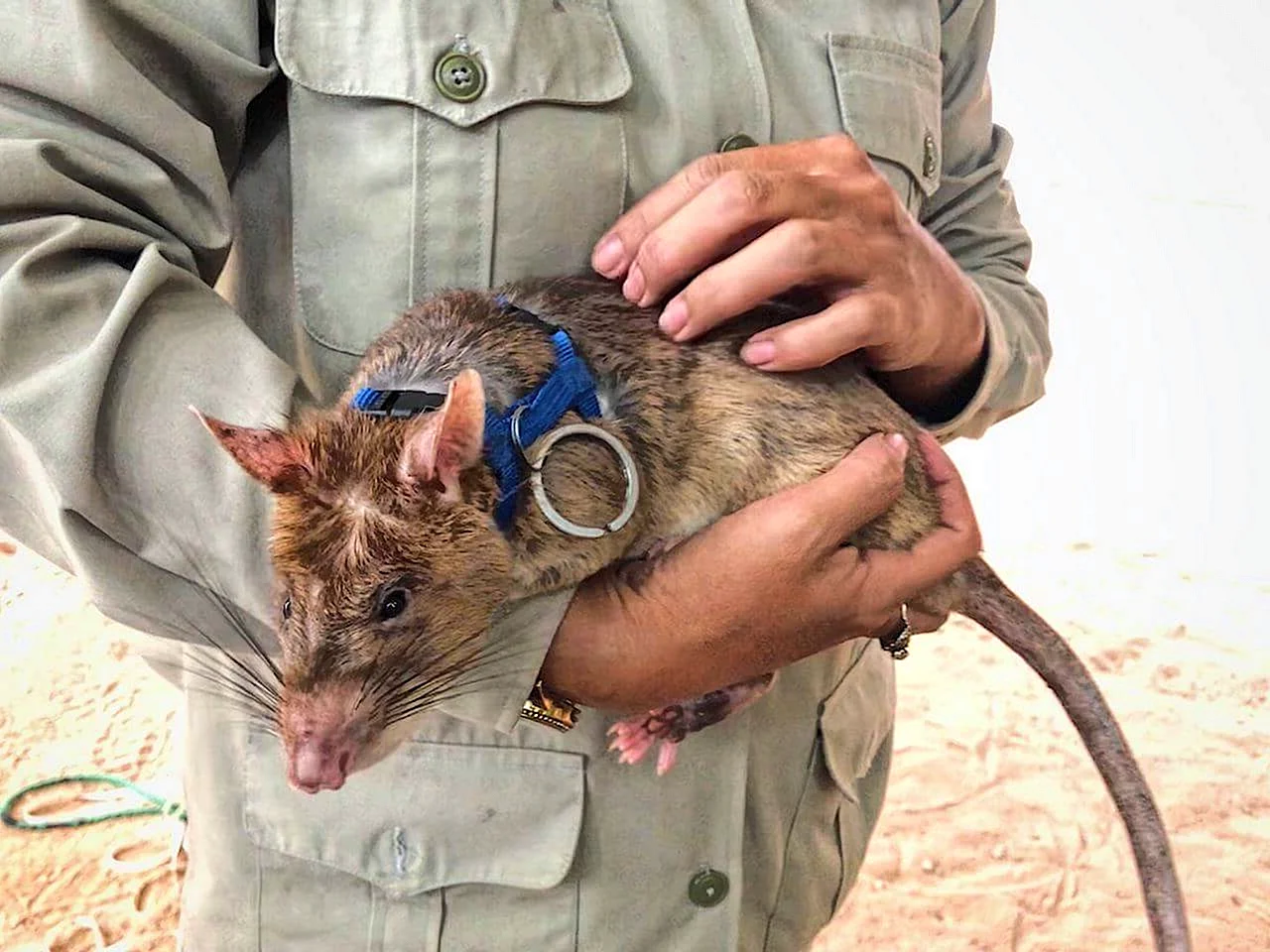 Африканская хомяковая крыса