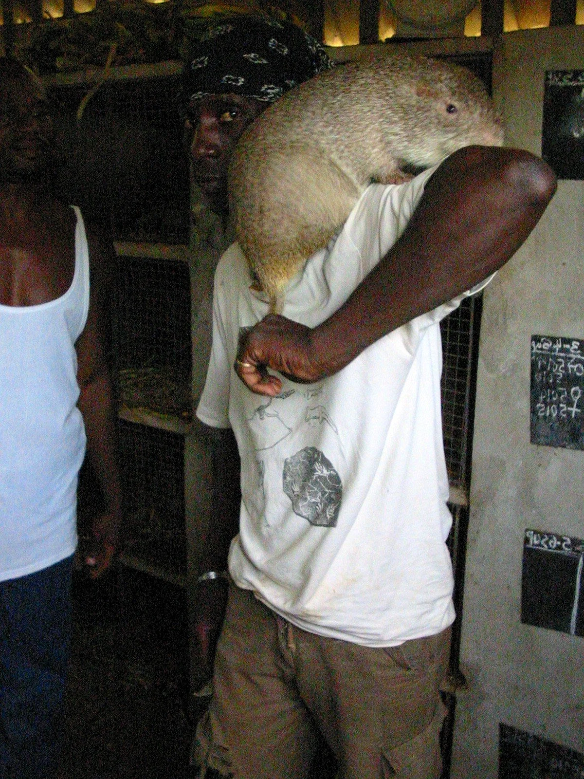 Африканская тростниковая крыса