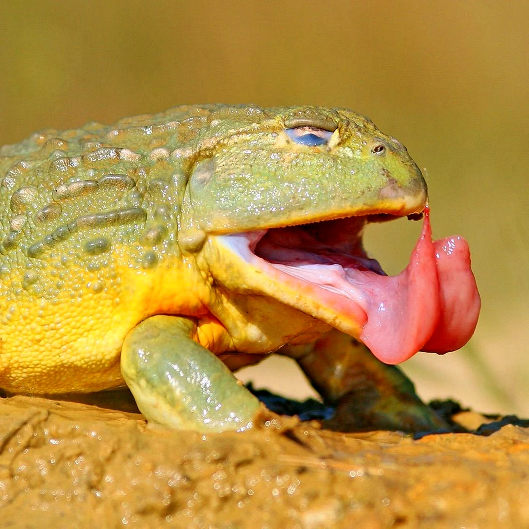 Африканская жаба Bullfrog