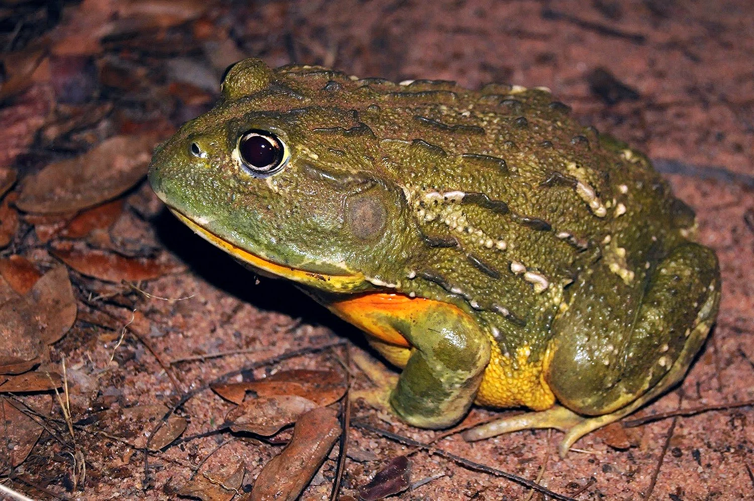Африканская жаба водонос