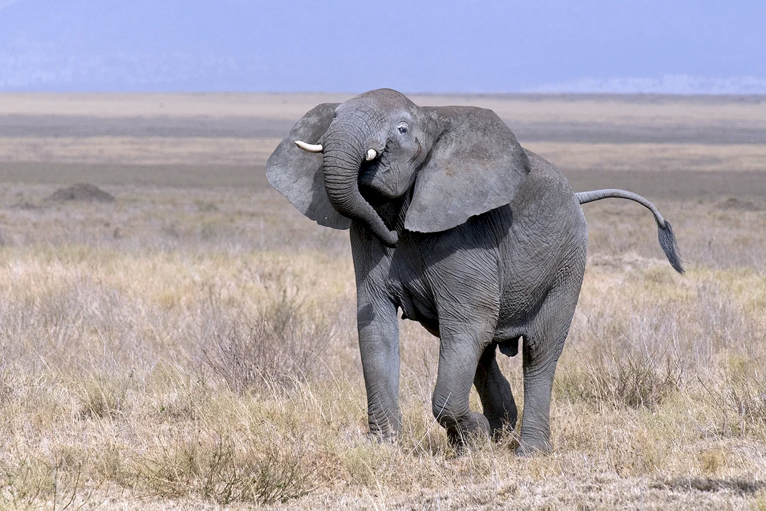 Африканские слоны (Loxodonta)