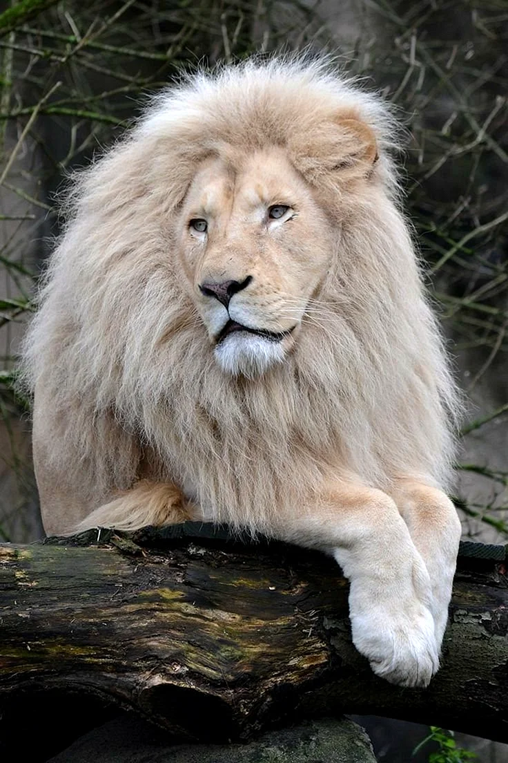 Африканский белый Лев