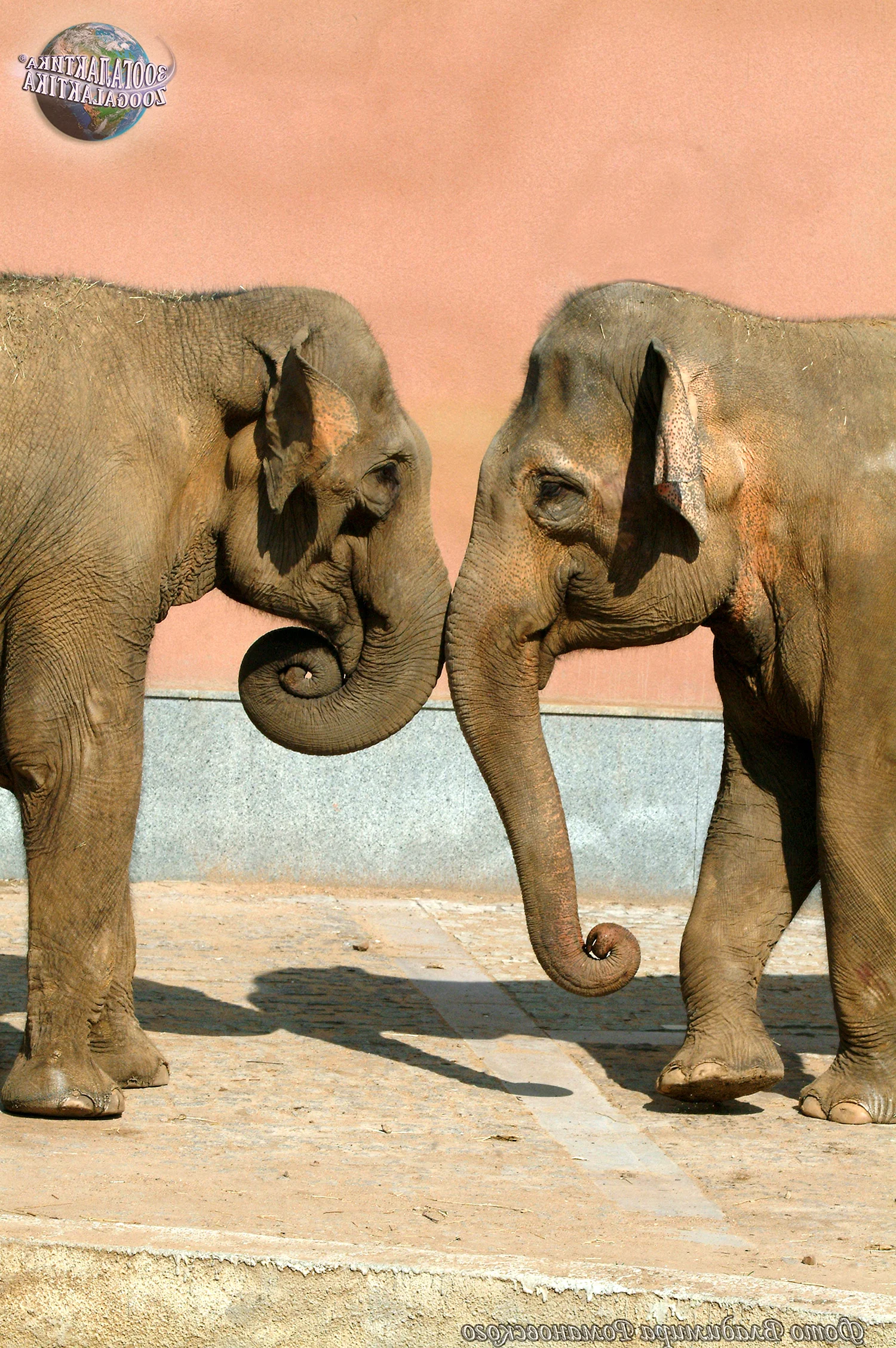 Африканский и азиатский слон