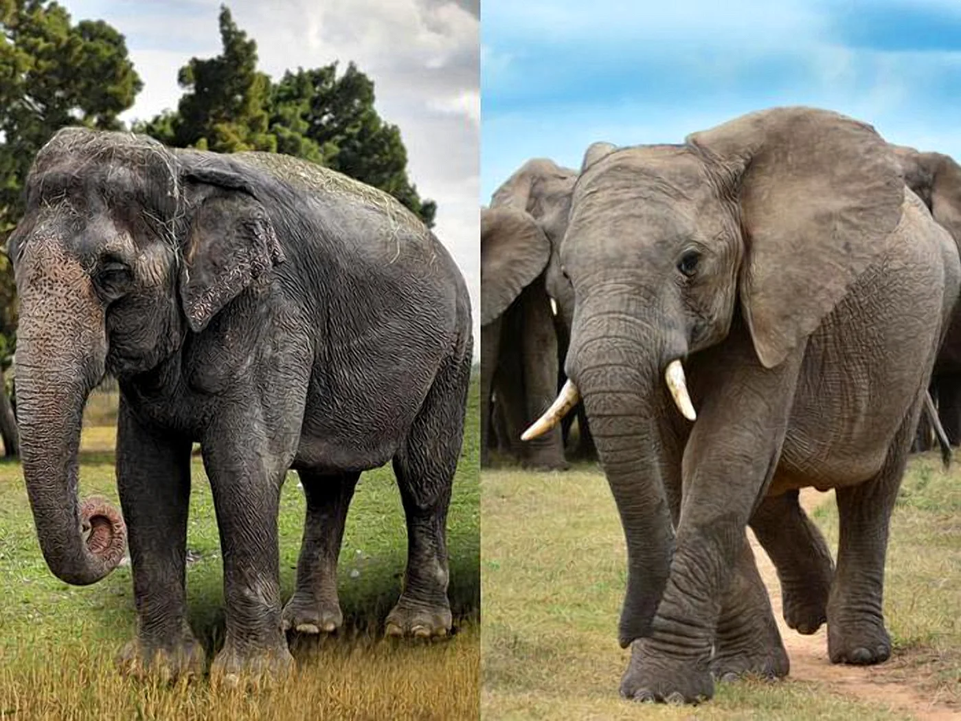 Африканский и индийский слон