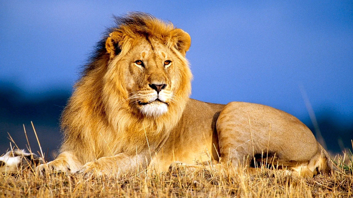 Африканский Лев