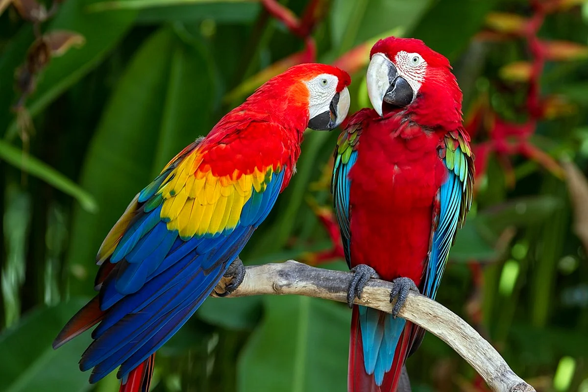 Африканский попугай ара