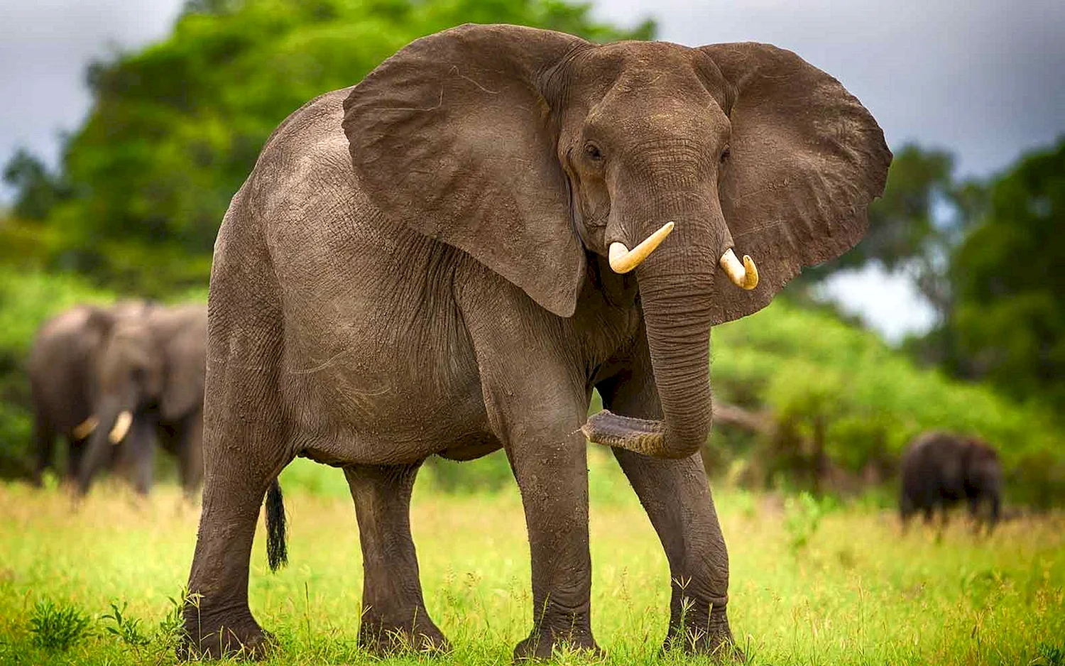 Африканский саванный слон