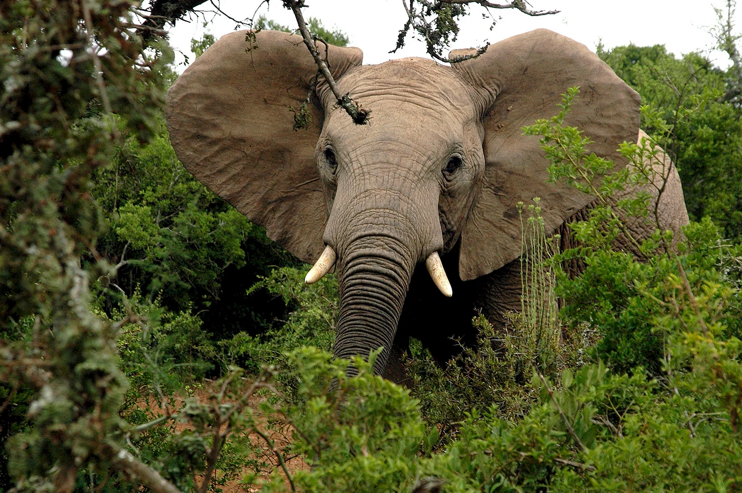 Африканский саванный слон и Африканский Лесной слон