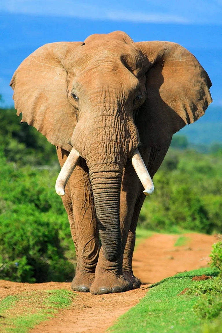 Африканский слон бивни