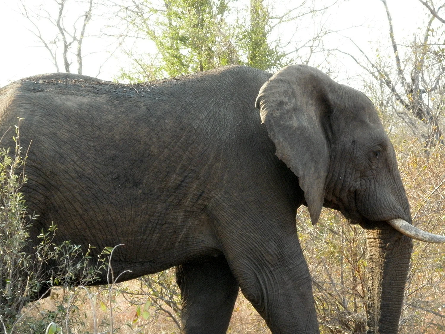 Африканский слон Буша
