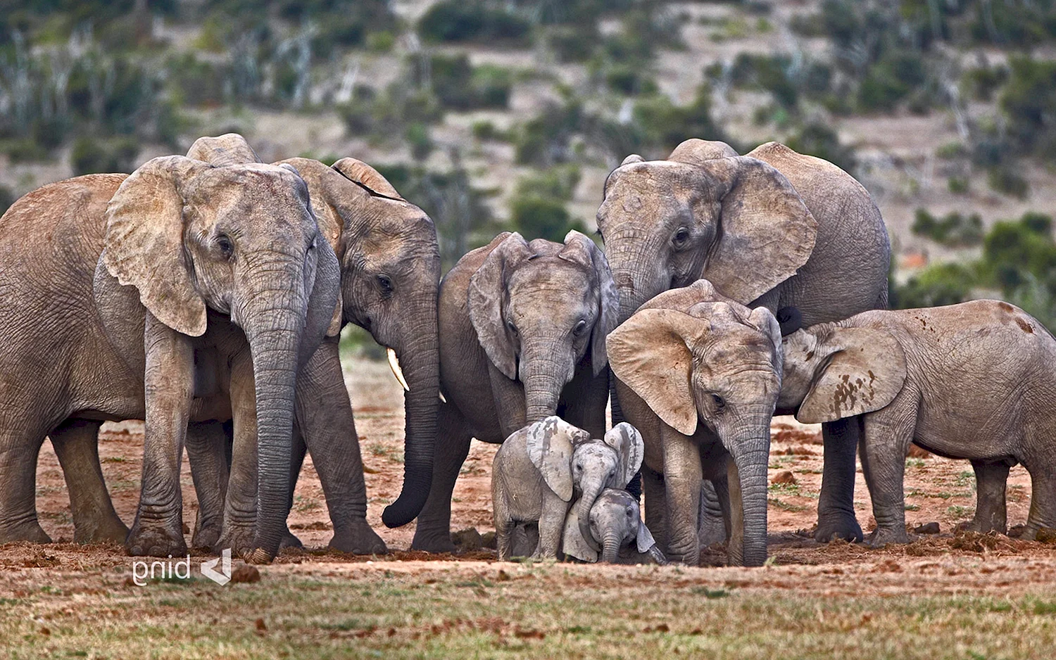 Африканский слон семья