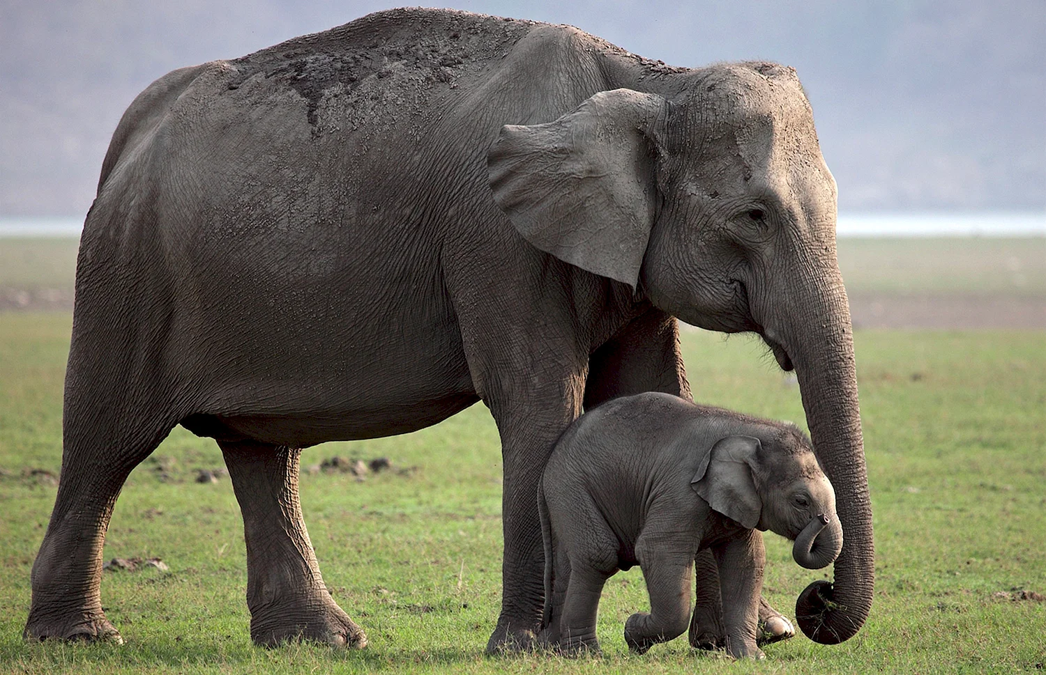 Африканский слон слониха слонёнок