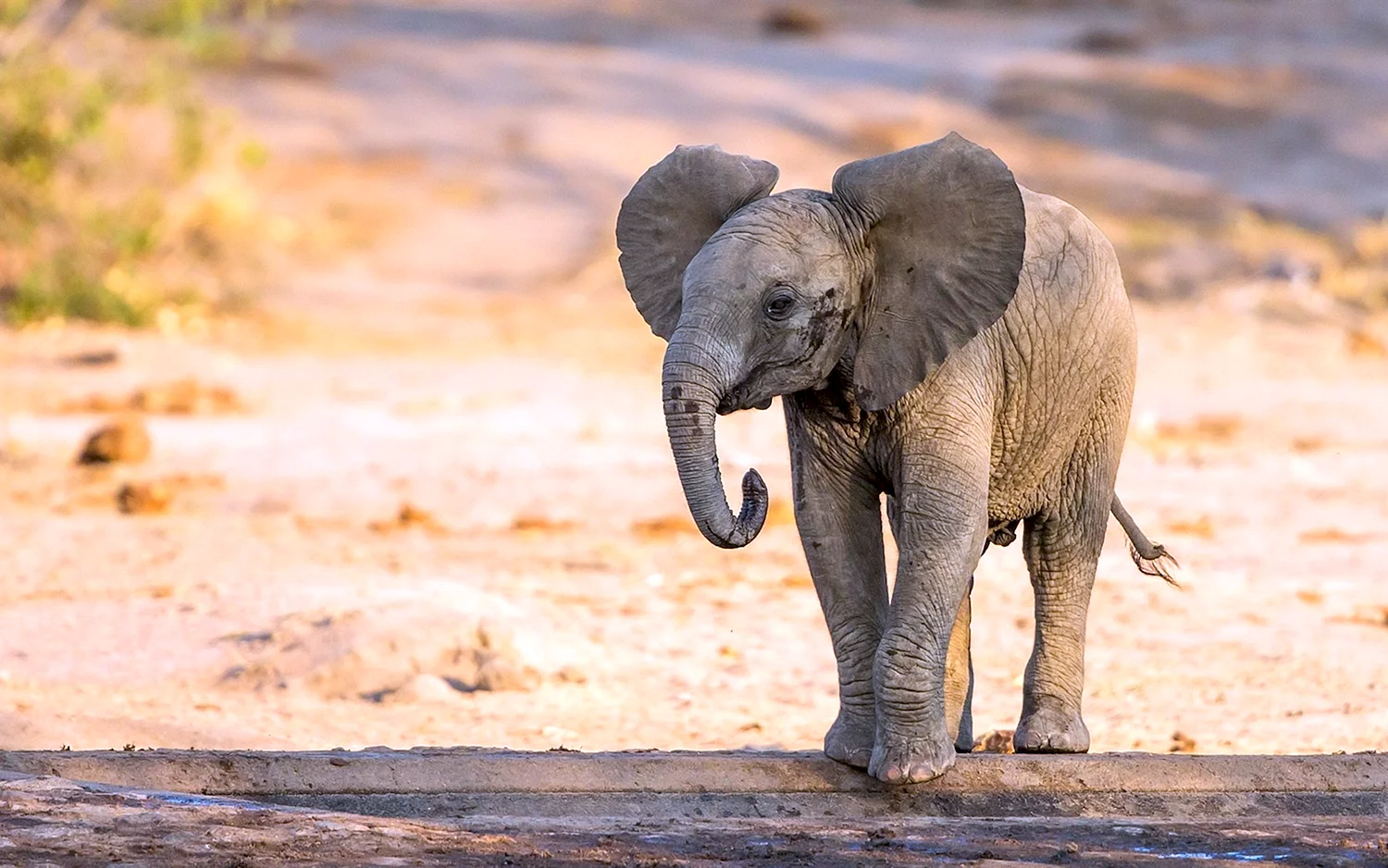 Африканский Слоненок