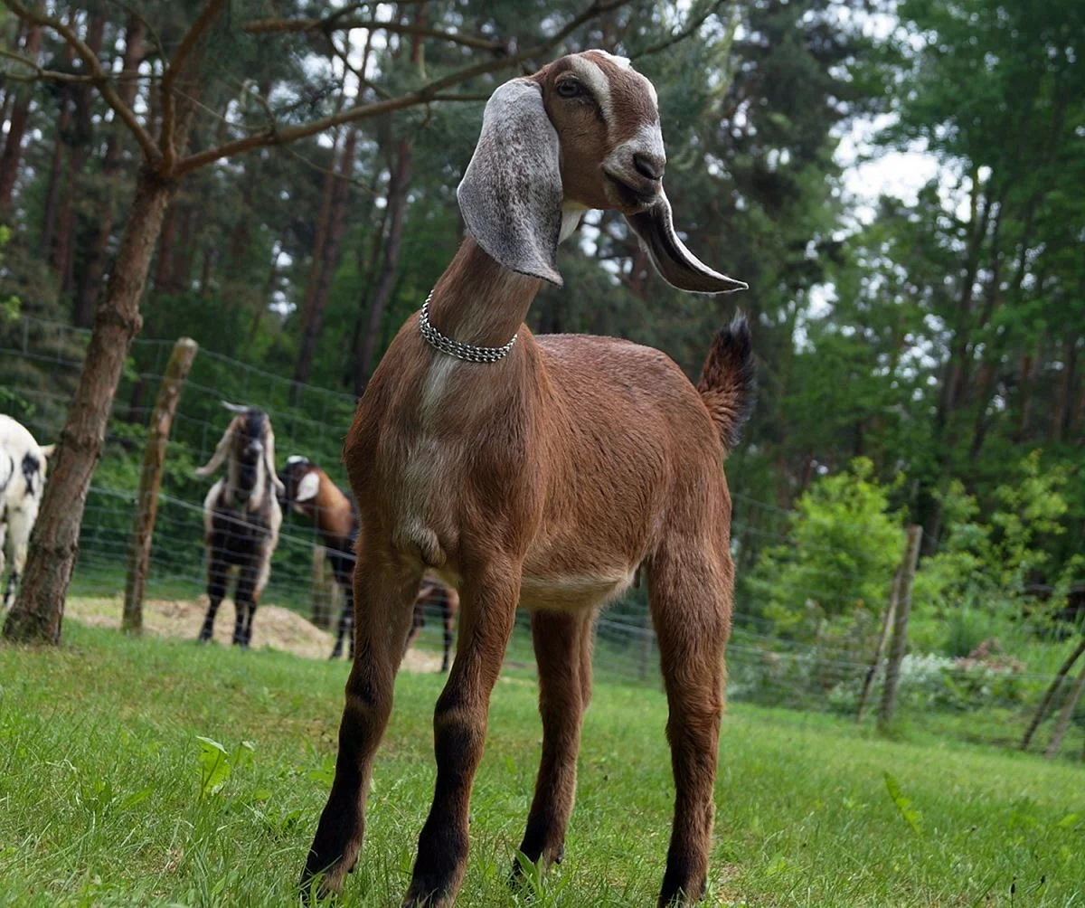 Африканско нубийские козы