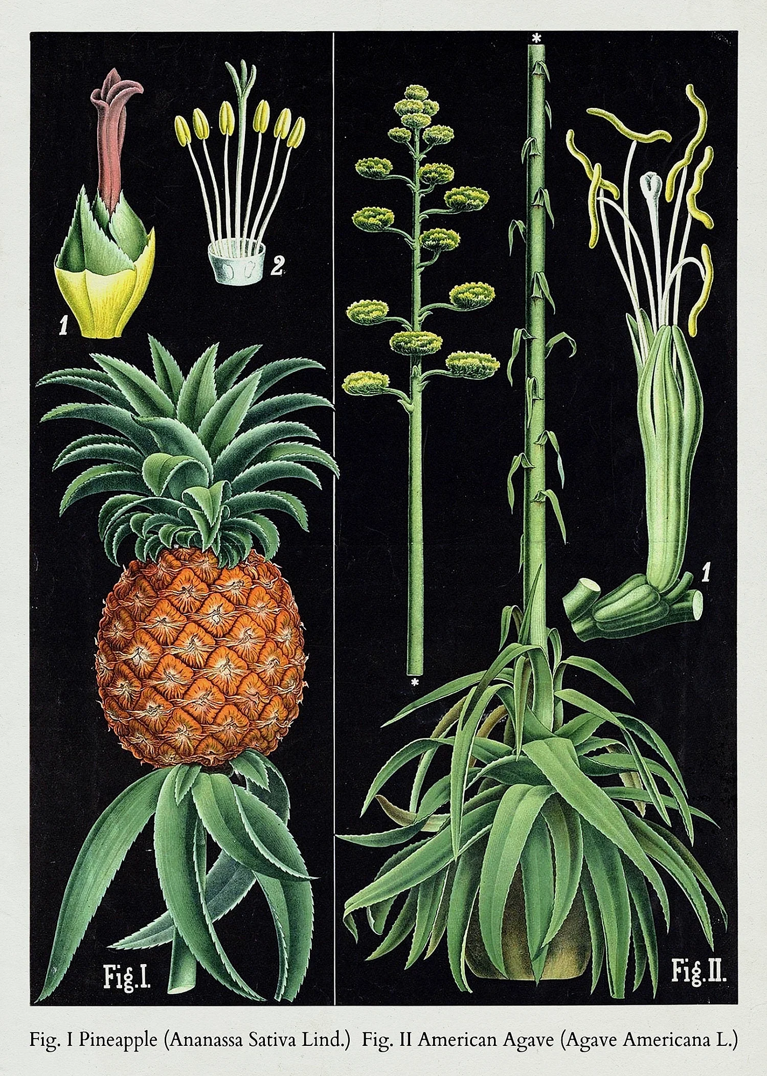 Агава американская Ботаническая иллюстрация