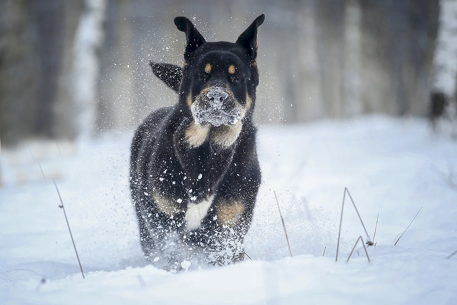 Агрессивная собака фото зимой