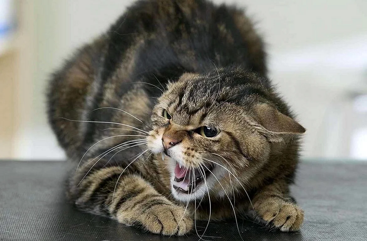 Агрессивный кот