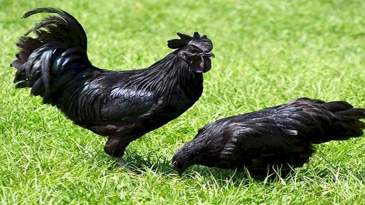 Порода кур с черным мясом фото