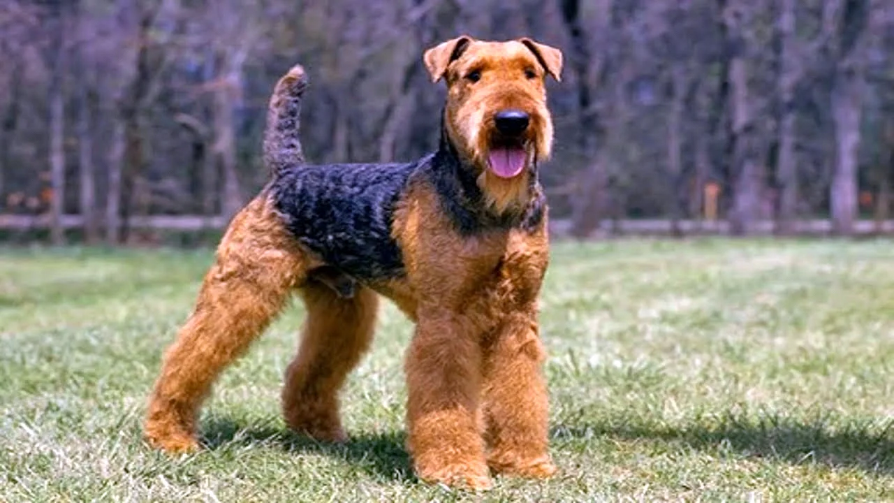 Airedale Terrier Size